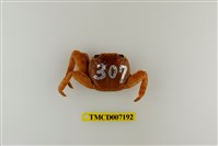藏品(白紋方蟹)的圖片